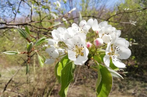 květy jabloně