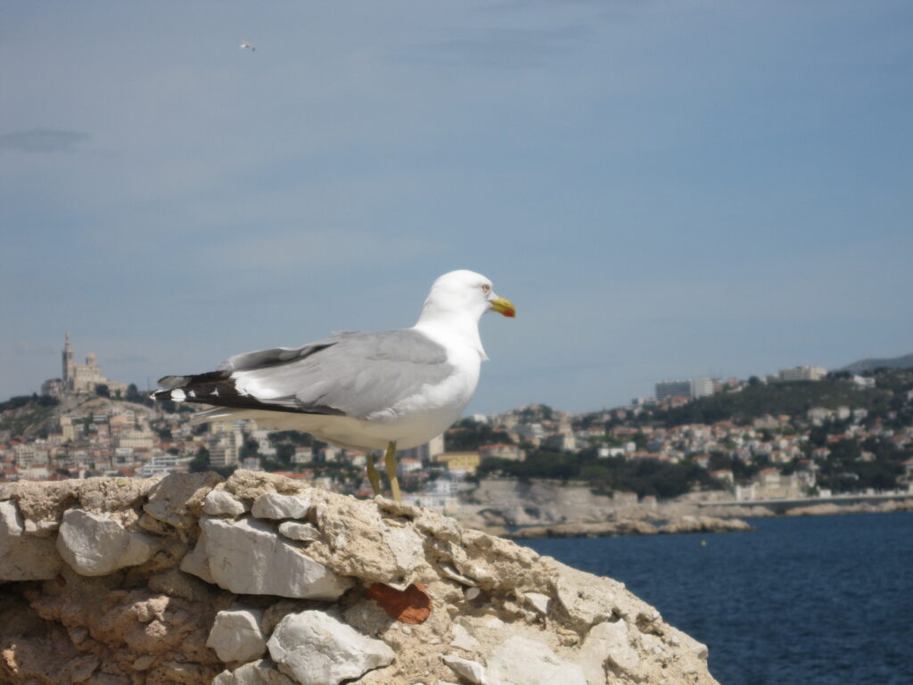 Racek u pevnosti Chateau d'If